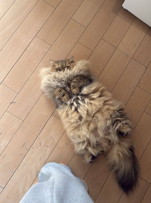 Коврек
