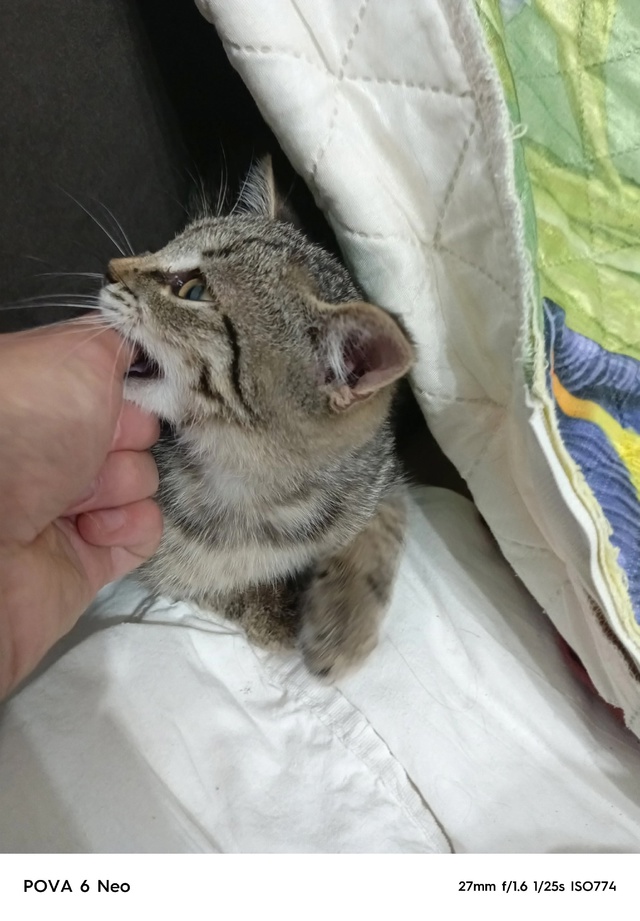 Отдадим котёнка в добрые руки. Девочка, 2 месяца. К лотк?...