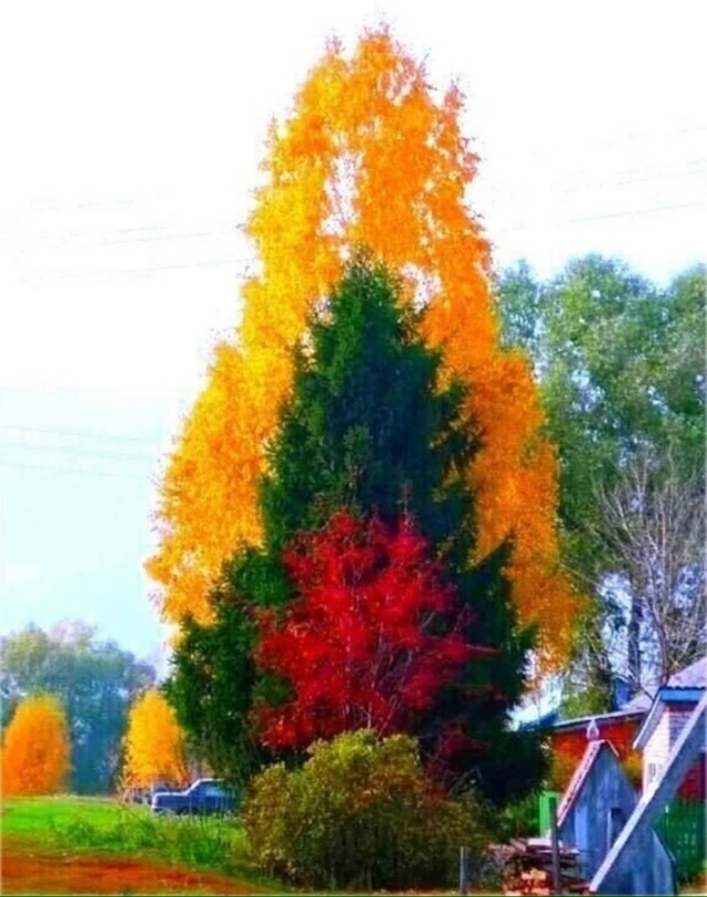 Сочные краски осени ❤