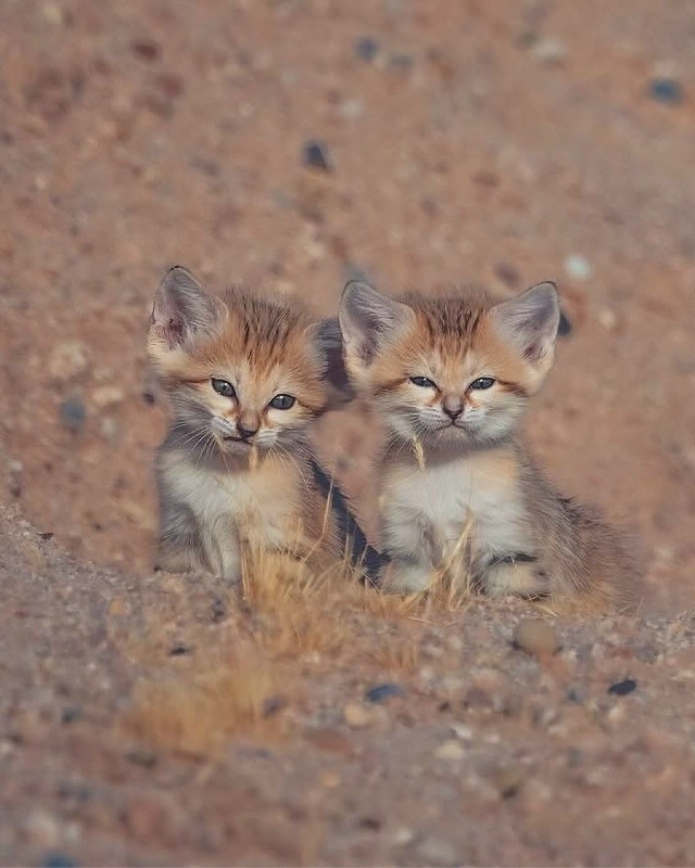 В пустыне сфоткали диких песчаных котеек — барханные ?...