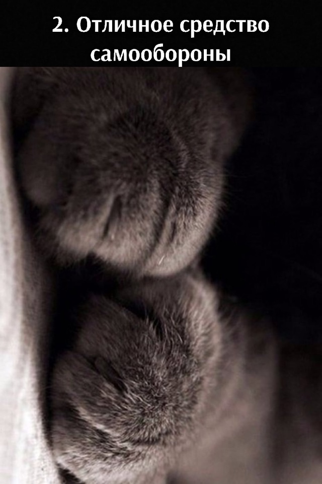 5 преимуществ лапок🐾