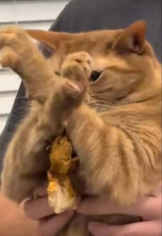 Котсомаха: Курочька. Начало