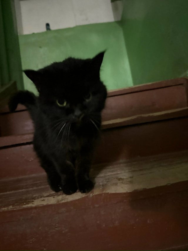 Чей потеряшка? Видно, что котёнок домашний с ошейником....