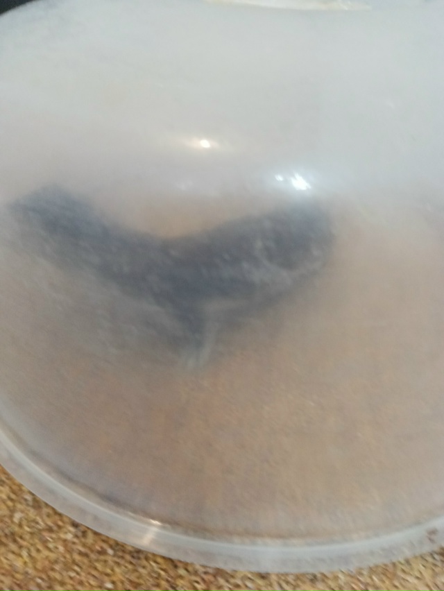 Админ срочно.! В Озон ЛК 25 забежала ласка-малыш. Срочно ?...