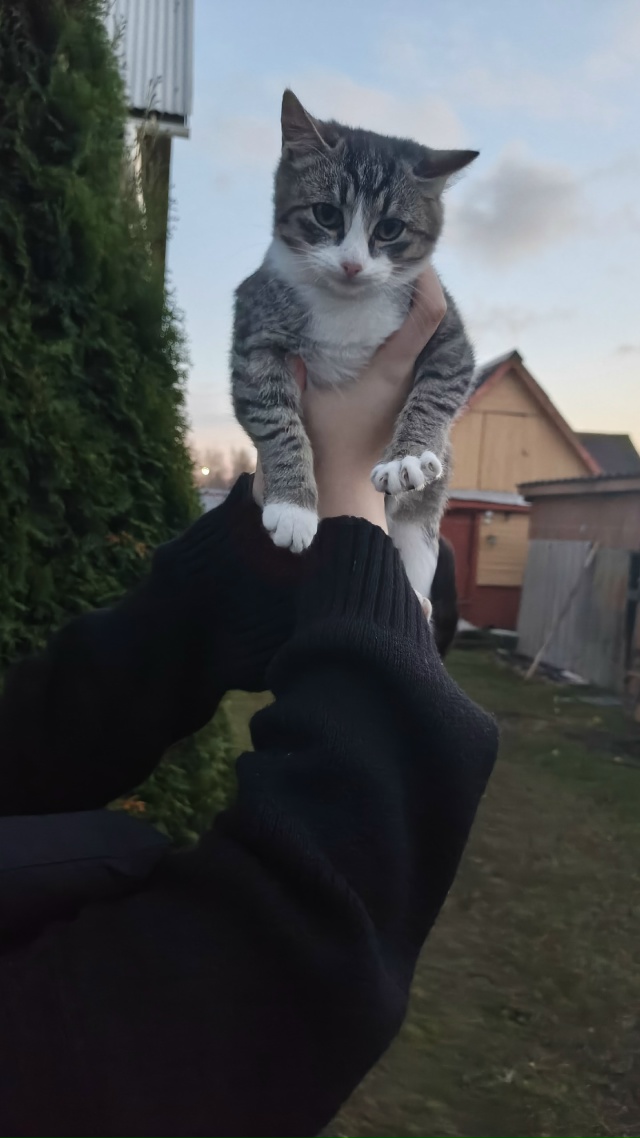 Добрый вечер‼‼
Пристраиваются два мальчика, три меся?...