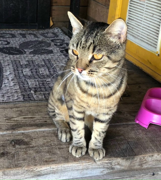Никто не терял кота? Устюженский тракт