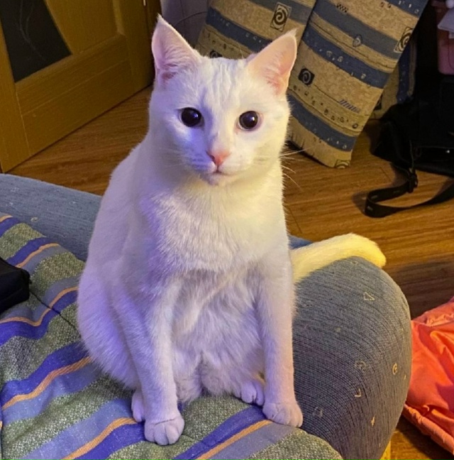 Ну альфонс настоящий