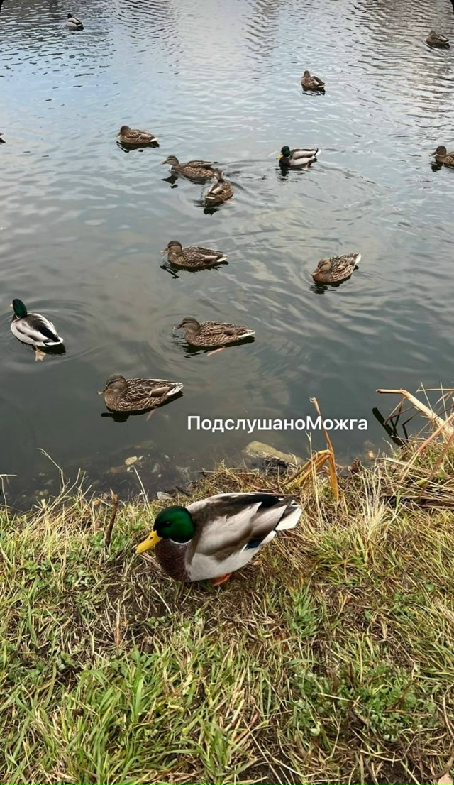 Доброе утро от можгинских уточек❤️