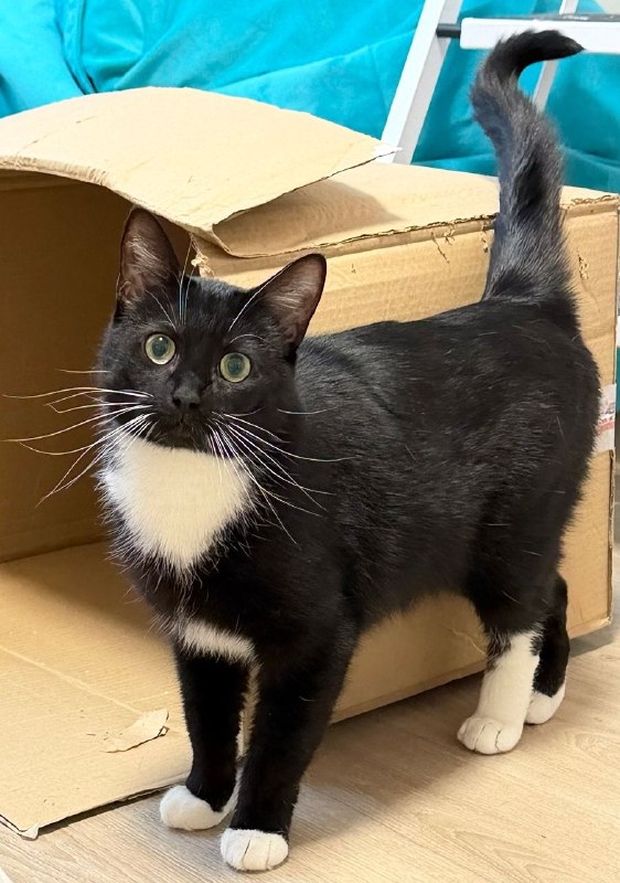 Вася очень хочет домой!
Санкт-Петербург и область.
Ласковая, никогда не выпустит когти, к другим жив