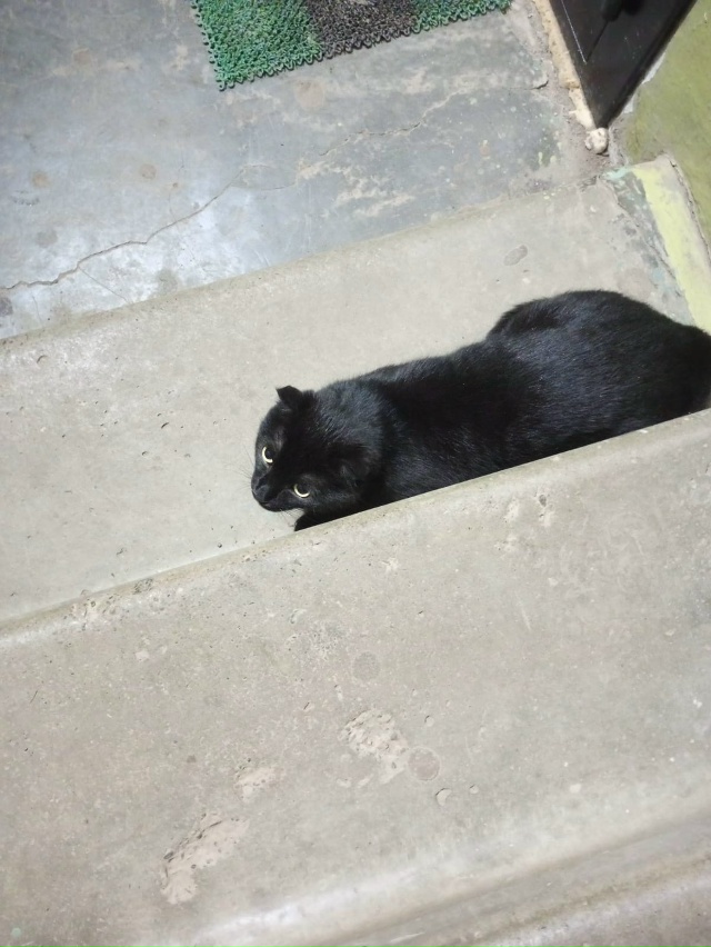 На юбилейной 6 во 2 подъезде прибился черный кот. Похоже...