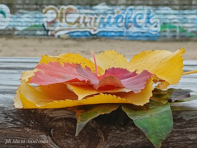 Туманы октября - это напоминание о том,
что все меняетс?...