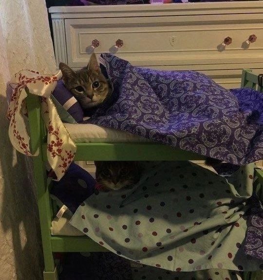 тсс, у котят тихий час
лайкать можно, но тихонечко