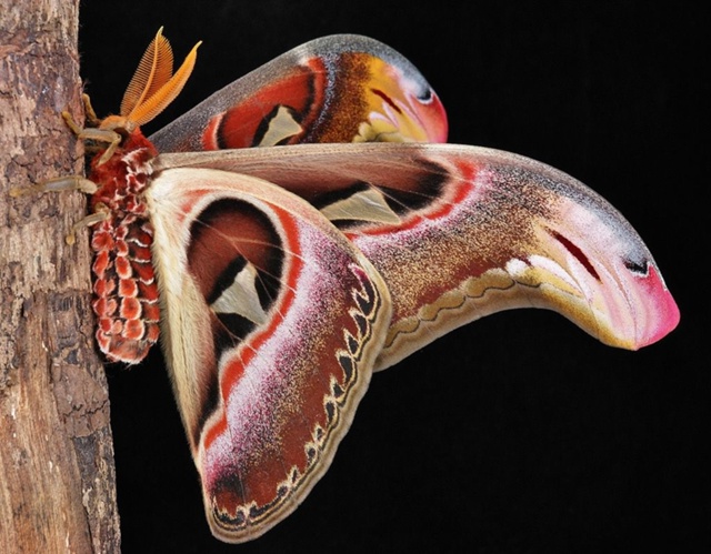 Attacus Atlas — удивительная бабочка, замаскированная под з?...