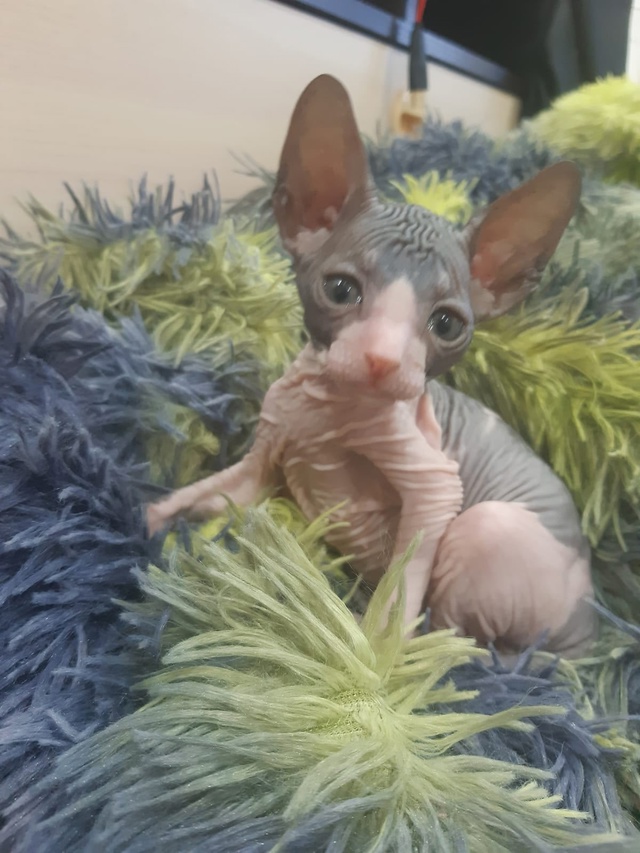 Новый член семьи всратышей?