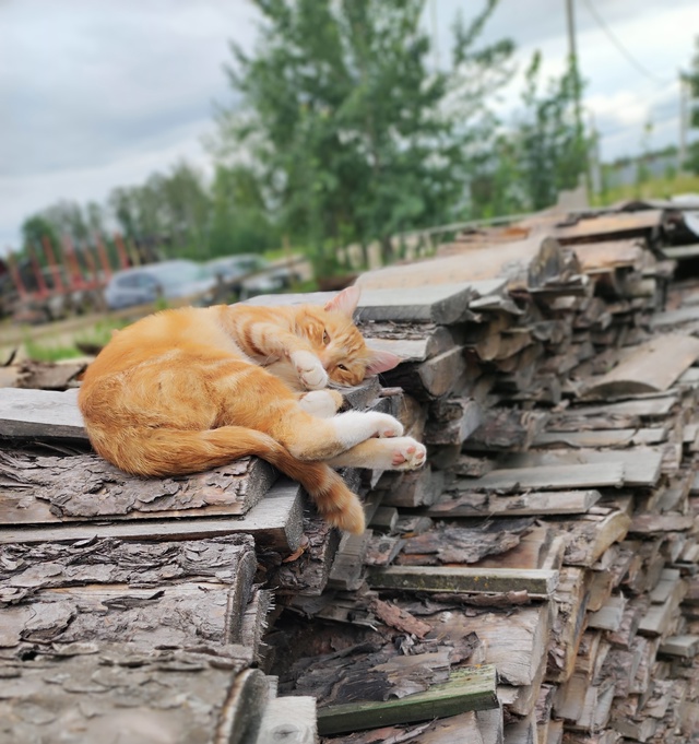 Деревенский парень
Немного закемарил.