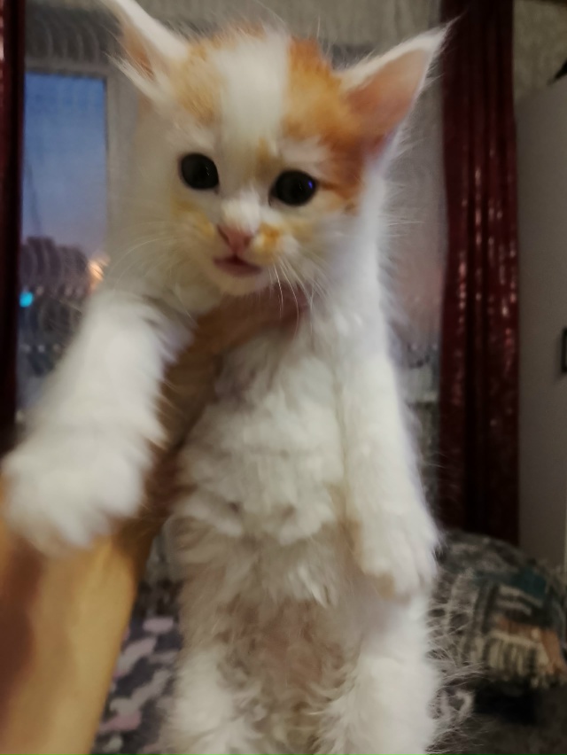 Отдам шустрых котят, кушают все к лотку приучены,1 фото ...