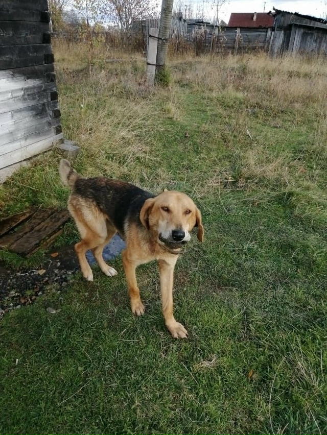 🆘🆘🆘Пермский край, Горнозаводский район!!!!Найден го?...