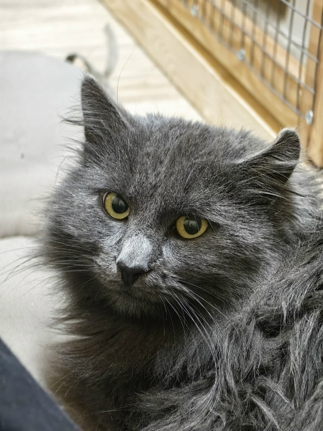 Админ, пожалуйста, опубликуй) Каждый котик должен имет?...