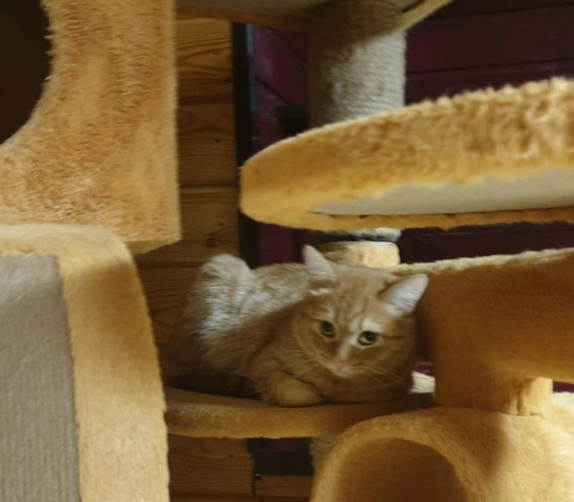 Кошечка ЛИСА ИЩЕТ ДОМ‼️
Жалейте бездомных животных ???...