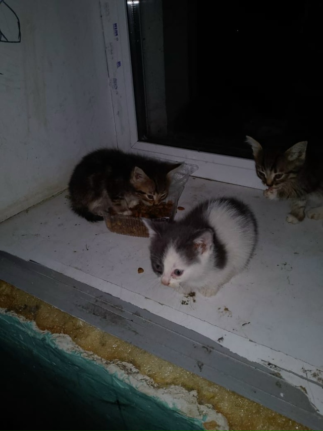 Г. Родники. Ситуация СОС, очень срочно нужна временная ?...