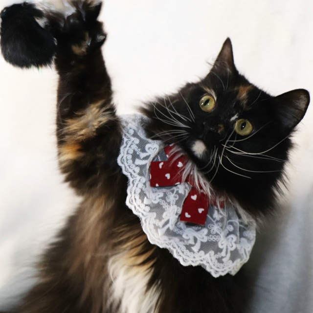 Очаровательная трехцветка Лола ищет дом?
Контактная...