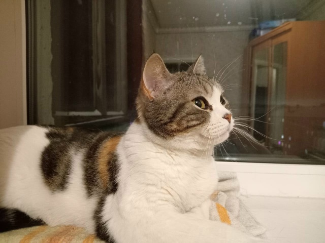 Уважаемые друзья! Срочно ищем новый, радужный дом для ?...