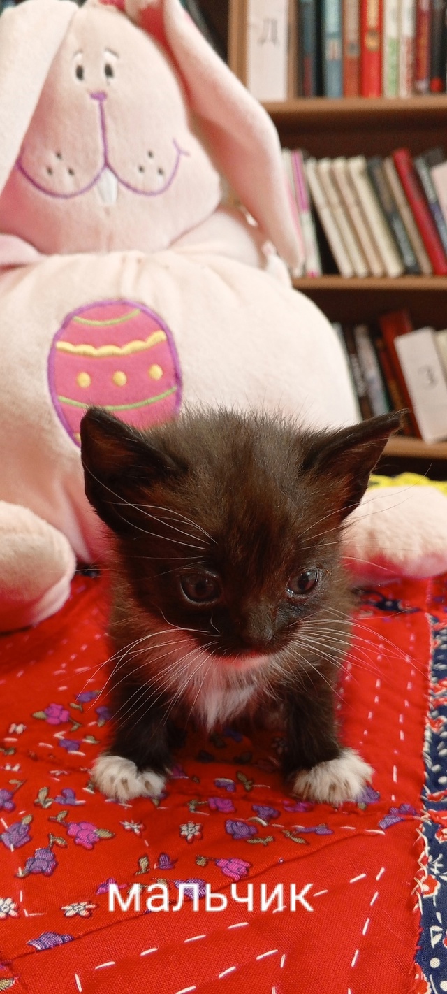 Котятки ищут дом! Их завязали в мешок и подкинули к пож?...