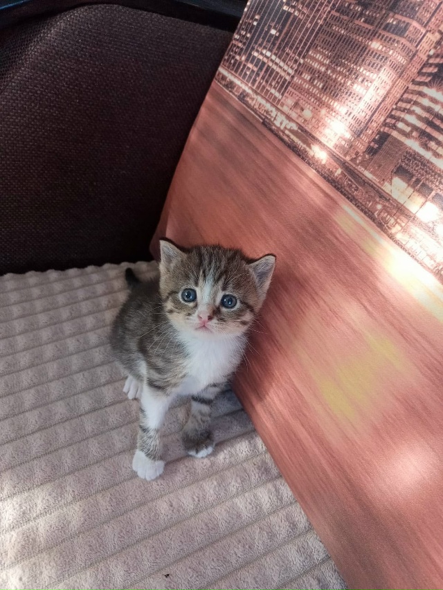 Отдам кошечку в добрые руки✨
К лотку приучена, кушает ?...