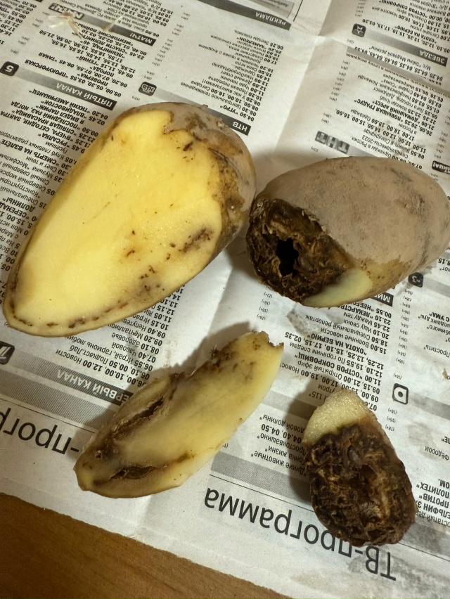 Вот такую «хорошую» картошечку мы закупили на зиму!!! К?...