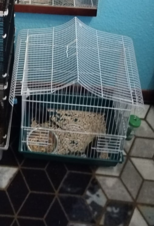 Так же отдаются мыши песчанки 2 шт девочки с клеткой по?...