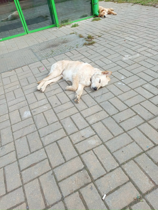 Пристраивается щенок. Кобель,4 месяца. Очень ласковый,м...