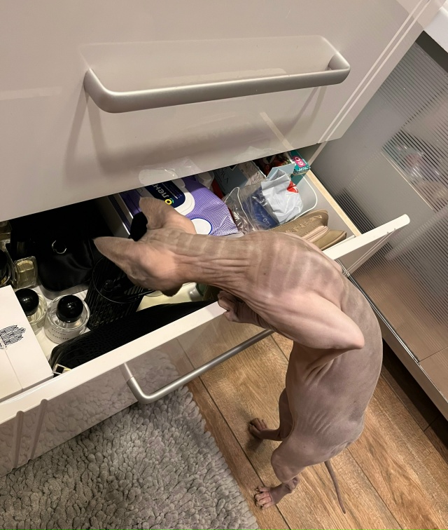 Лола, она же Пипса, она же сладкая булка сегодня праздн?...