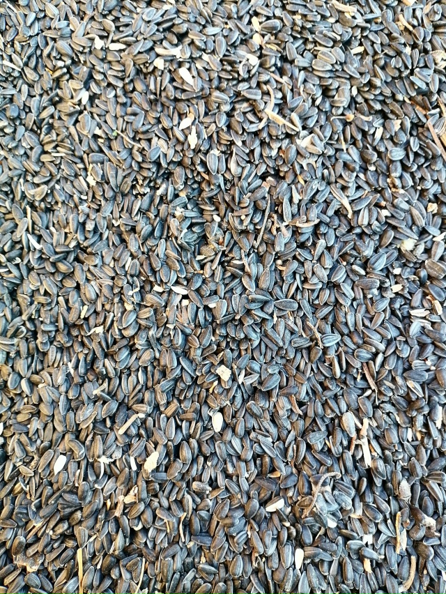 Продаются семена подсолнечника мешками, этого года 30 р...