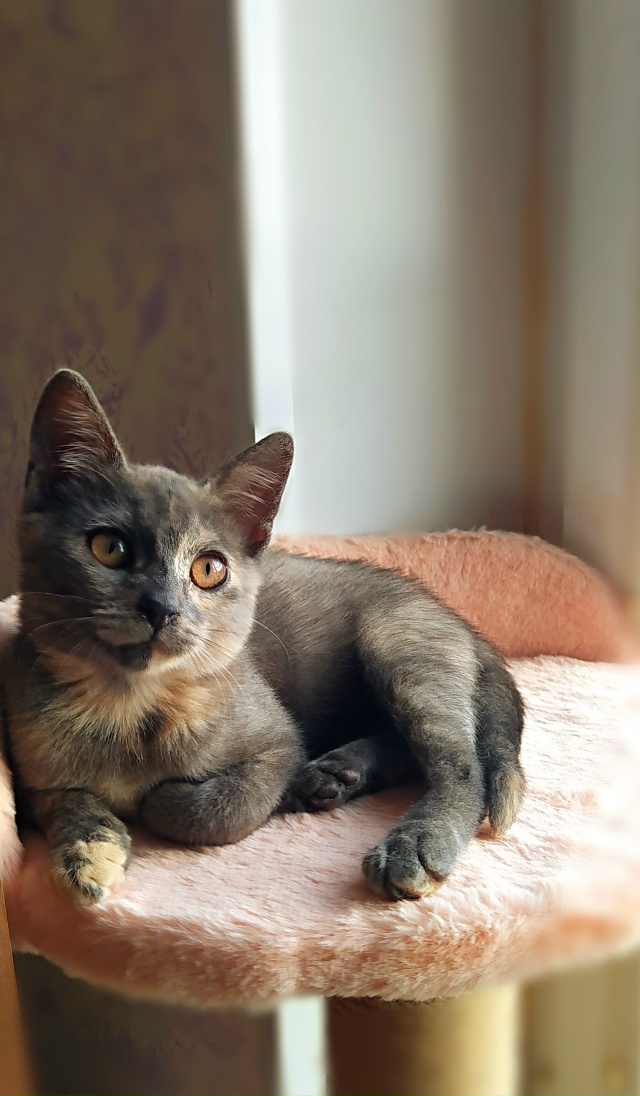 Здравствуйте! Эти два малыша были спасены из холодного...