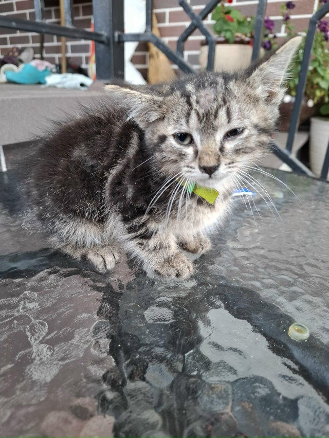 Найден котёнок, домашний, с ошейником. В районе улицы Г?...