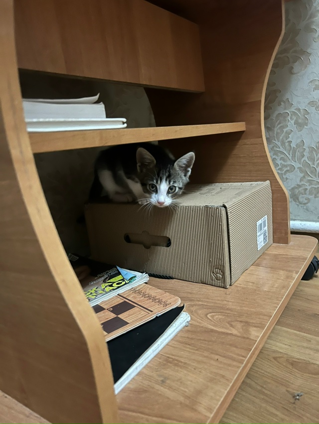 потерялся кот , в районе 4 школы, если кто то забрал отда...