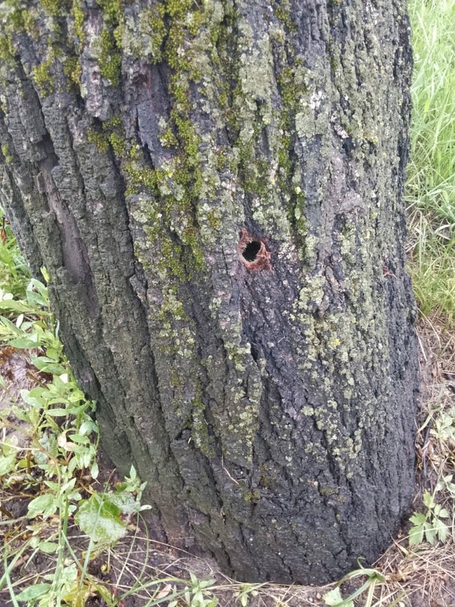 👉В Смоленске зафиксирован новый вид вандализма
🌳Г?...