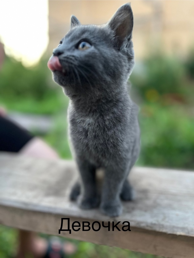Отдам в добрые руки
Анон