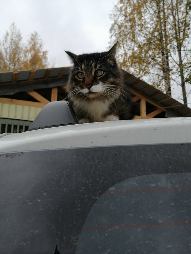 Мои котобоги)
Косыгин (дворянин 9 лет) и
Черномырдин (ин?...