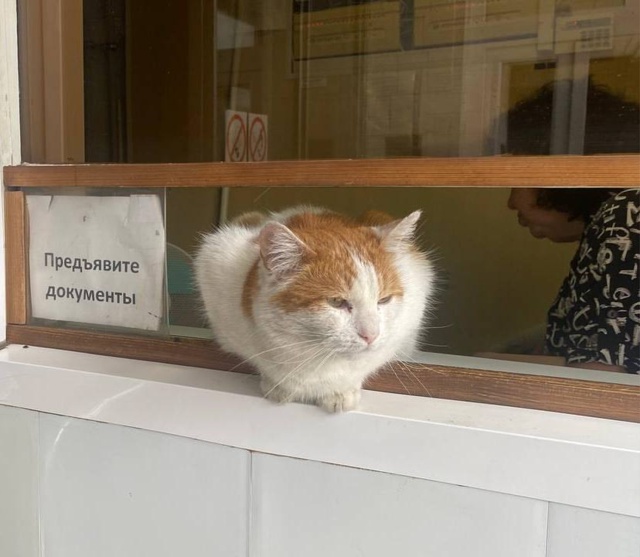 Галька на проходной, конечно, всем плешь проела - на и б?...