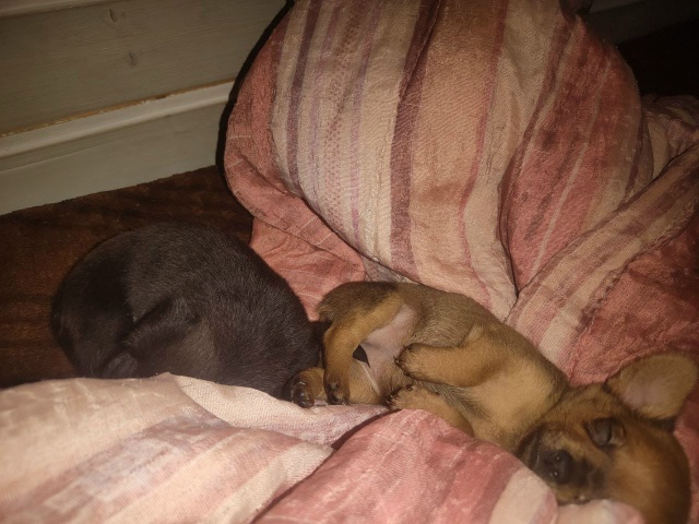 Щенят ждёт улица😭😭😭😭😭
Ищут дом,СРОЧНО 🏡🤞🏼
На ...