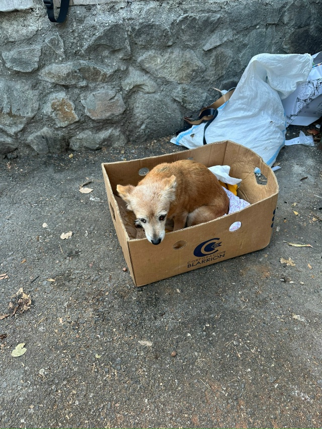 Кто то оставил собаку по адресу Виноделова Егорова д н?...