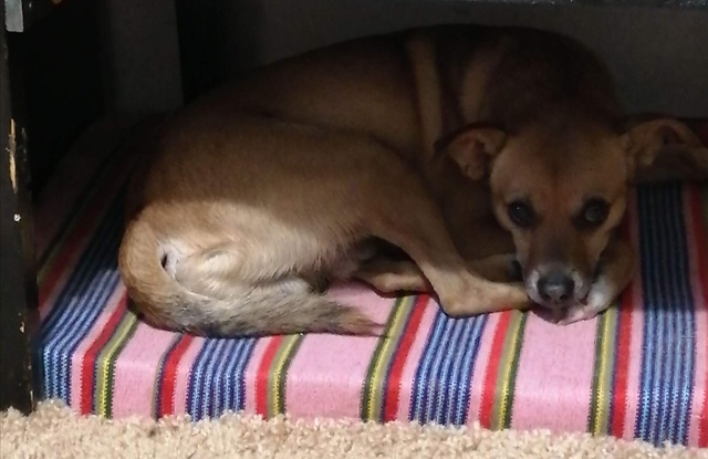 РАЗЫСКИВАЕТСЯ !!! ЗОВУТ ТИМ. ЛЮБИМ И ЖДЁМ. Нашедшему воз...