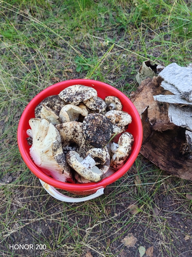 Груздевый cезон в Дуванском районе в самом pазгаре ?
М...