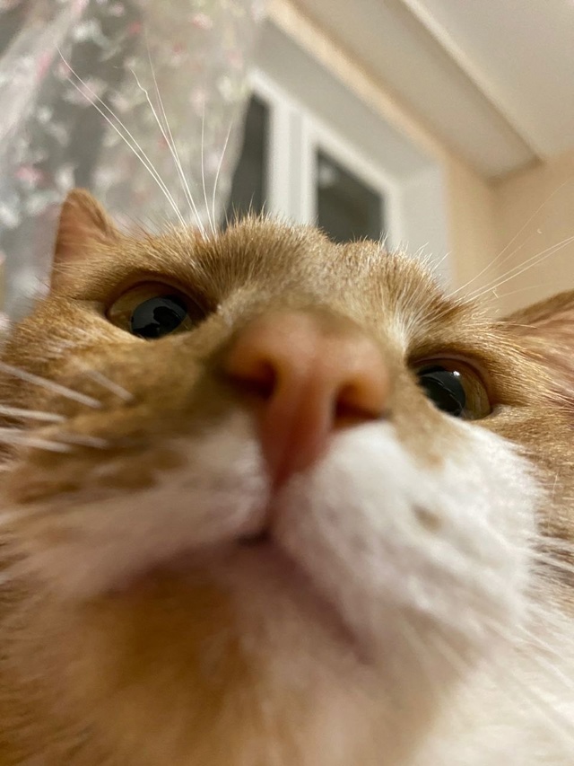 Пропал кот квартал Лесной 4,может кто то видел, приютил...