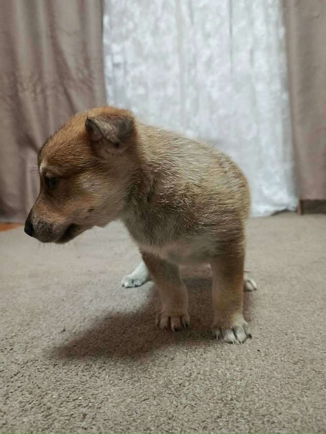 Щенята ищут добрых хозяев!
8 915 969 76 12