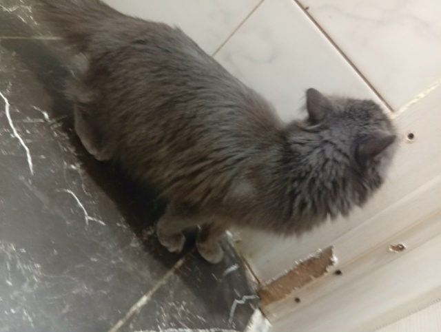 Потерялась кошка ! В районе дома Лермонтова 12. Откликае...