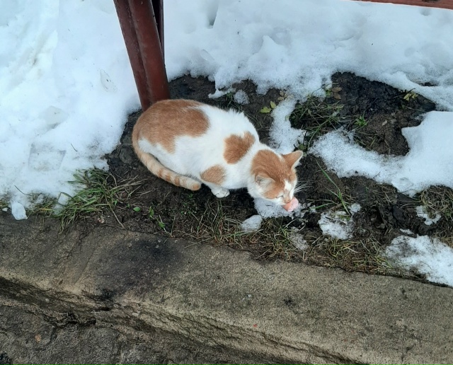 Ищем новых, старых хозяев молодому котику. Боровая 2, 1-?...