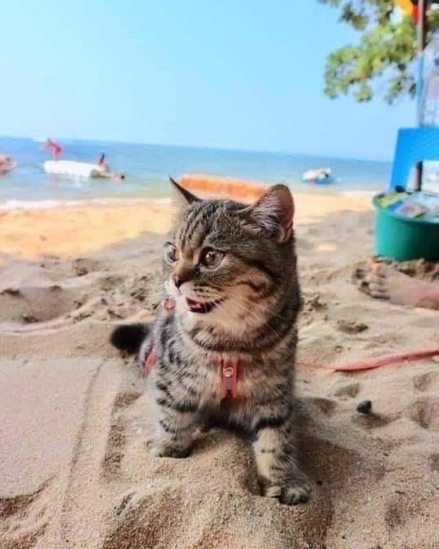 Даже котик на море, а ты нет)