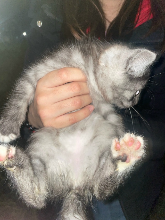 срочно !! возможно кто то потерял котенка , девочка или ?...